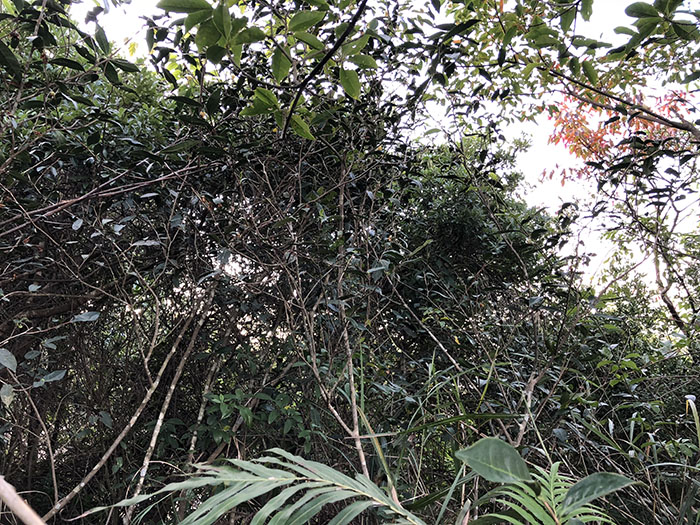 四百岭单从荒野茶2.jpg