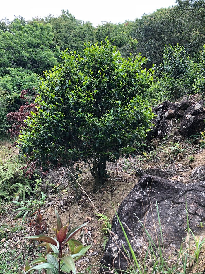 四百岭单从荒野茶5.jpg
