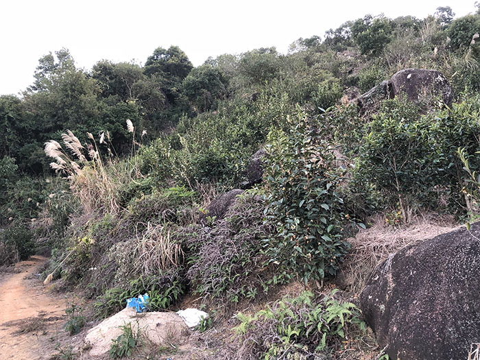 四百岭单从荒野茶4.jpg