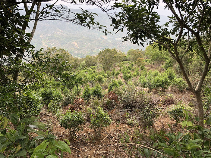 四百岭单从荒野茶6.jpg