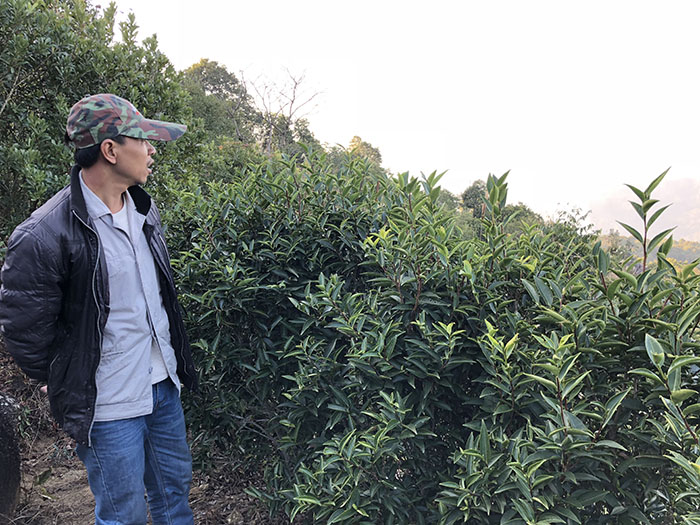 四百岭单从荒野茶9.jpg