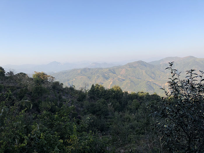 四百岭单从荒野茶12.jpg
