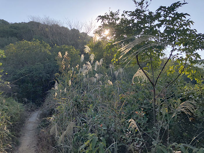 四百岭单从荒野茶山路野路.jpg 四百岭单从荒野茶山路野路.jpg