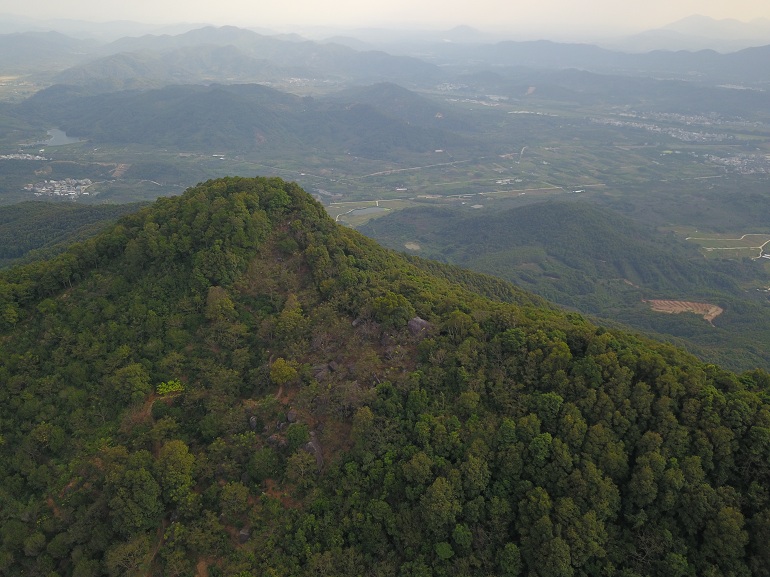 一止单丛茶山-荒野单丛茶山